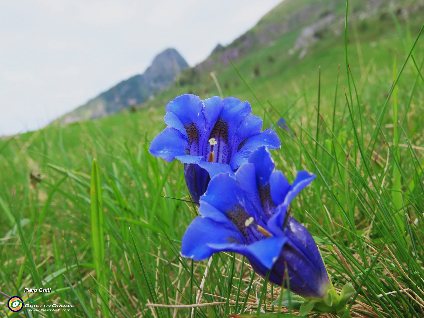 20 Gentiana acaulis (Genziana di Koch).JPG